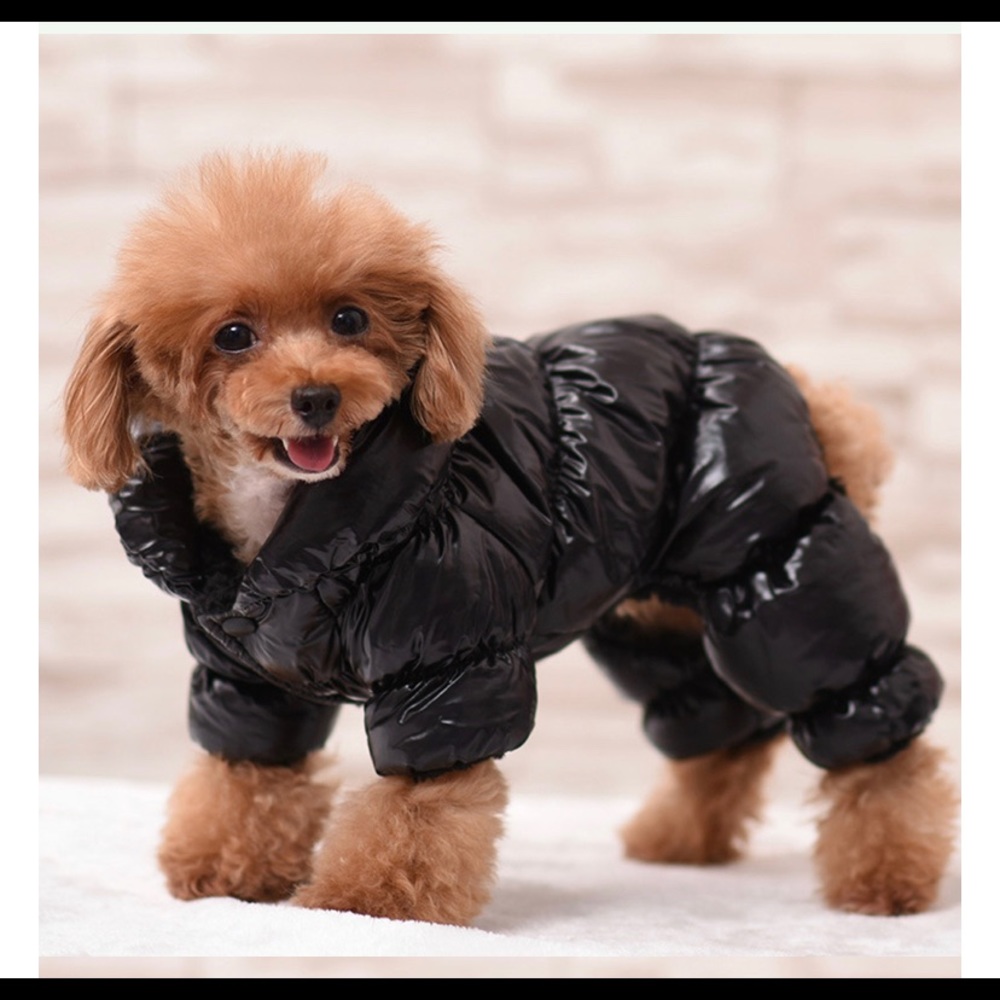 Small dog puffer